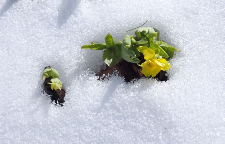 Gifthahnenfuß im Botanischen Garten Schellerhau,
Foto: Botanischer Garten Schellerhau