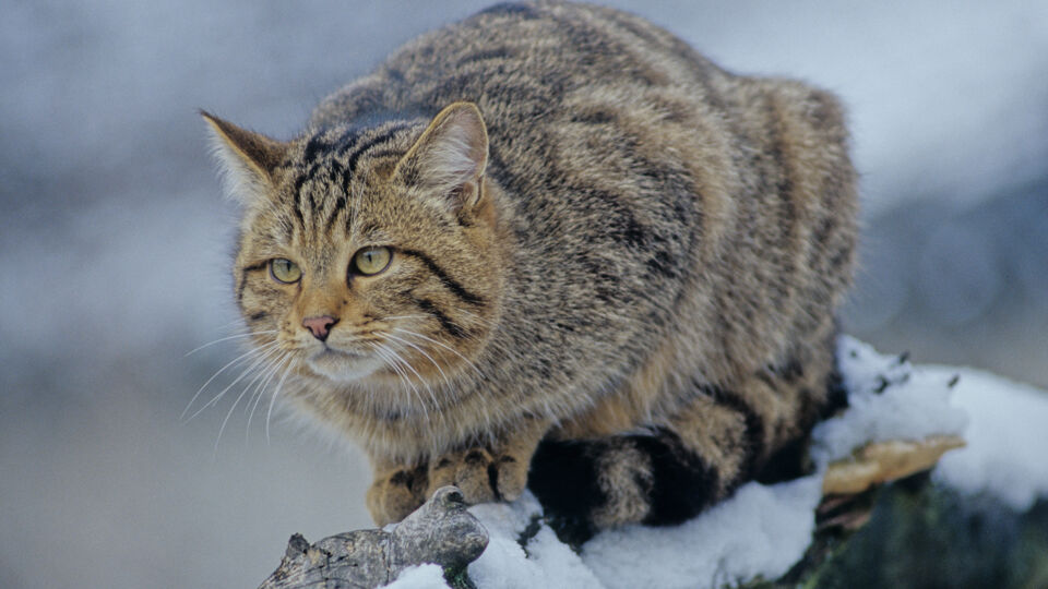 Foto einer braunen, gestreiften Wildkatze im Winter.
