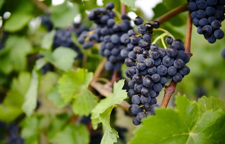 Rote Weintrauben am Rebstock - Link: Tageskurs im Weingut Hoflößnitz zum ökologischen Anbau von Weinreben