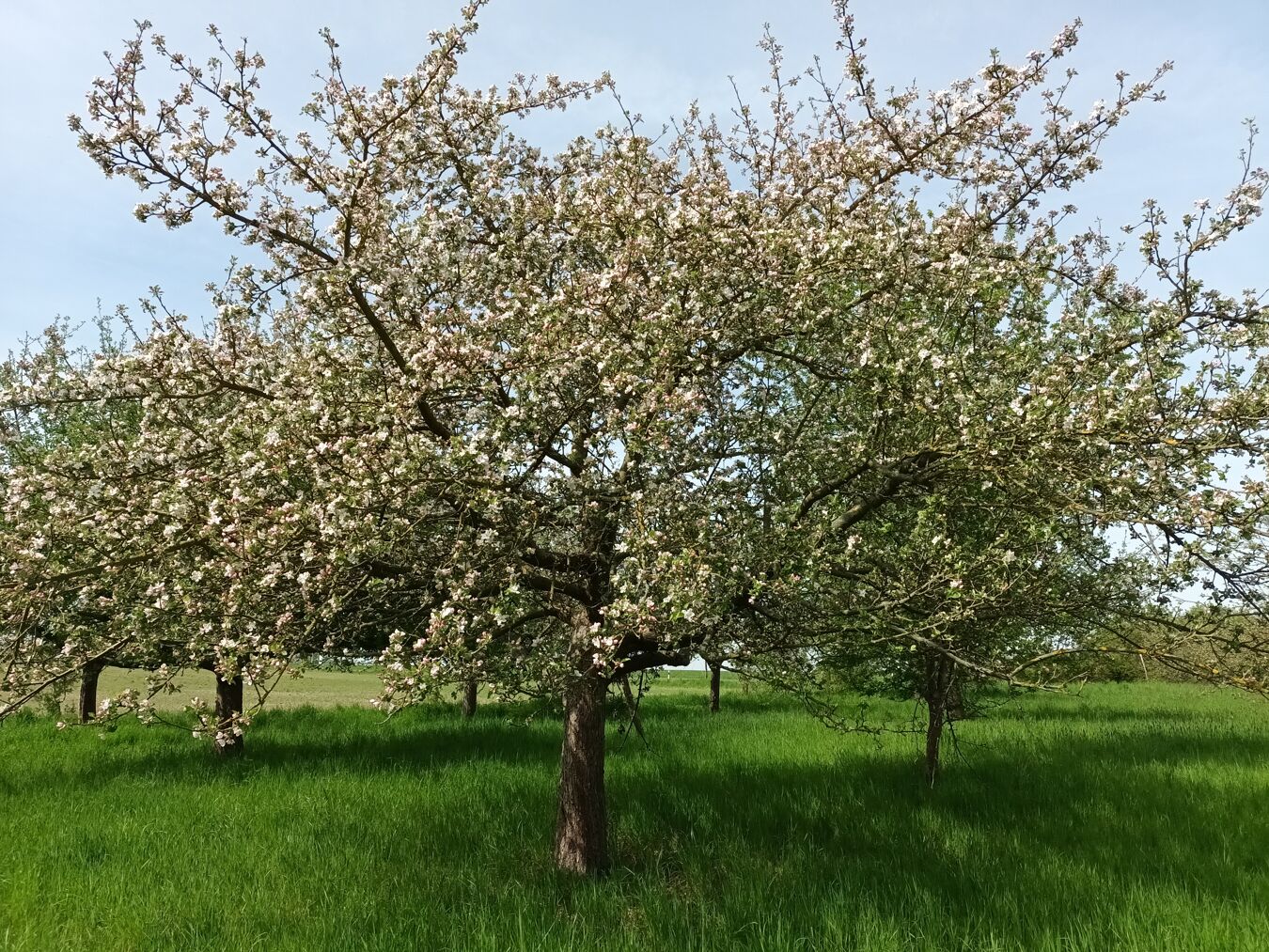 Obstbluete_Koehra