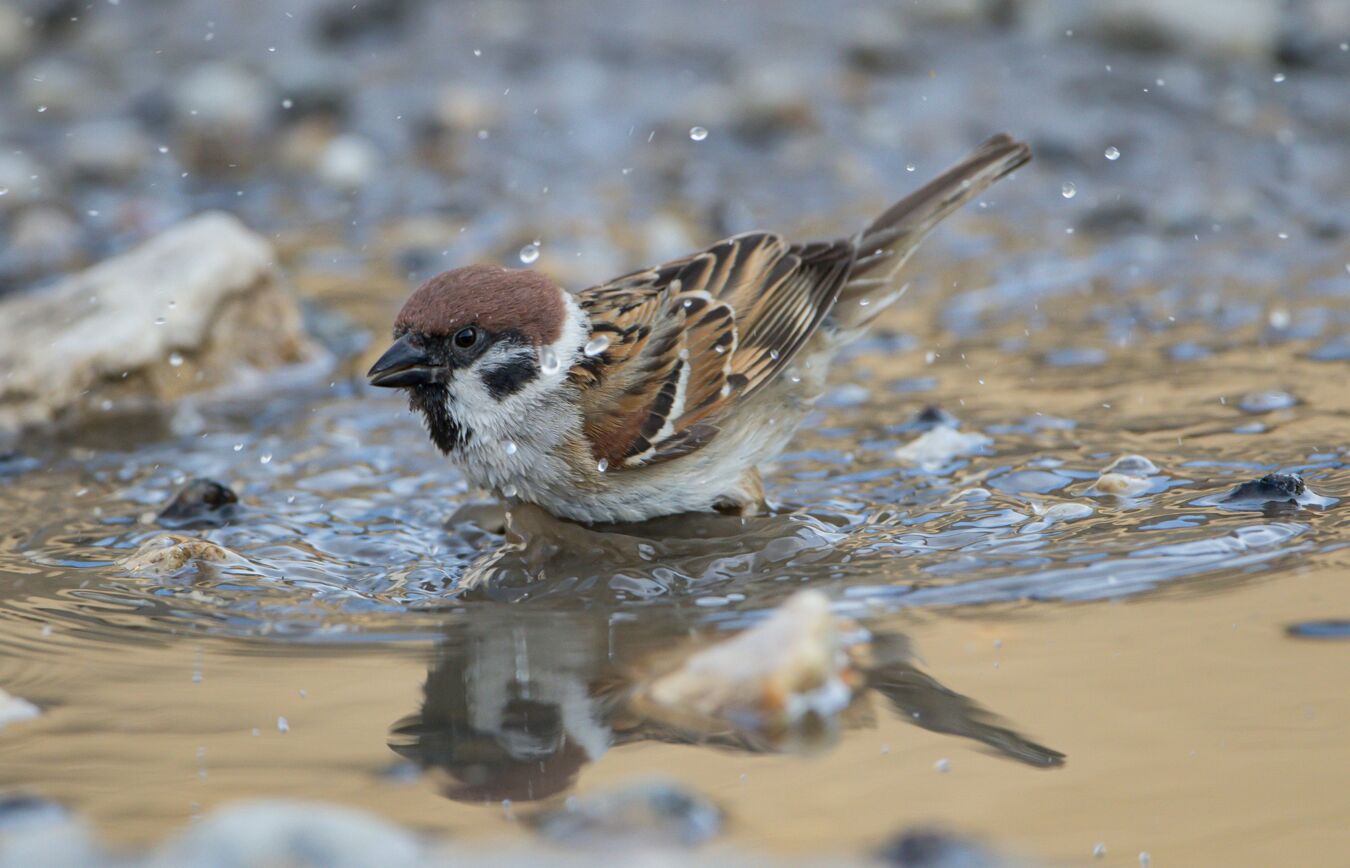 Feldsperling an der Wasserstelle