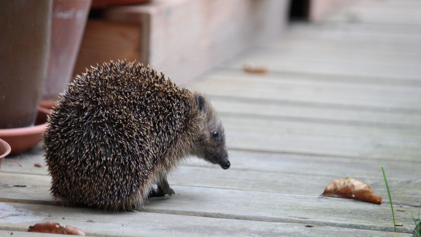 Igel im Garten
