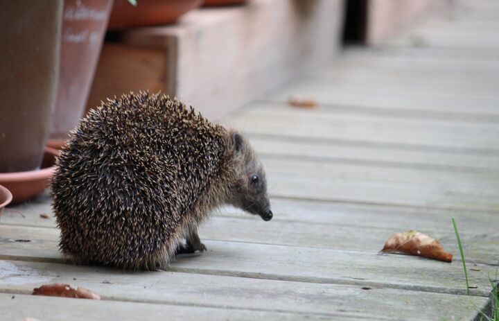 Igel im Garten - Link: Osterfeuer - eine Gefahr für Igel & Co