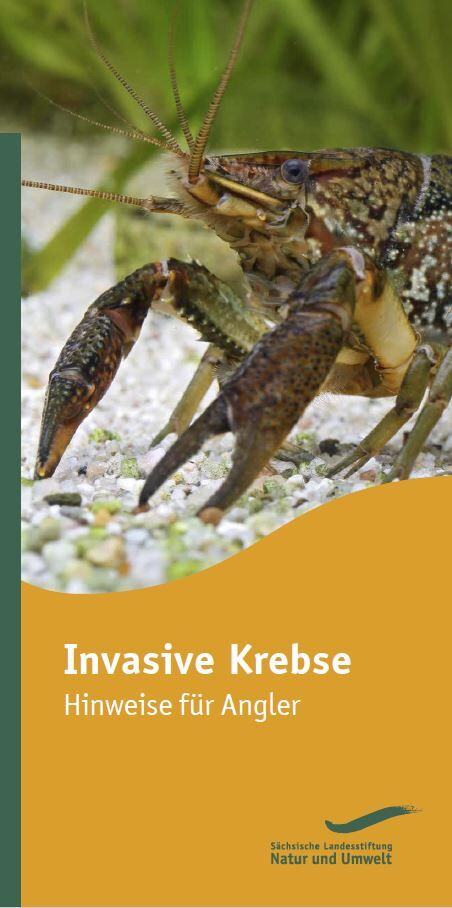 Invasive Krebse