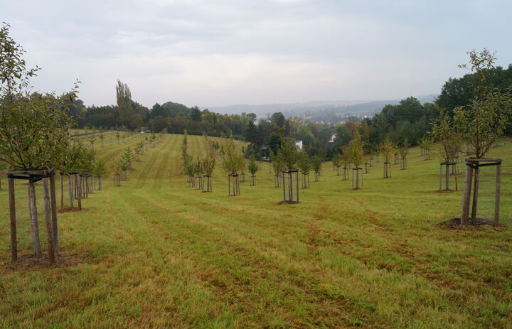 Blick auf den Baumbestand auf der Streuobstwiese Neukirchen 2017.