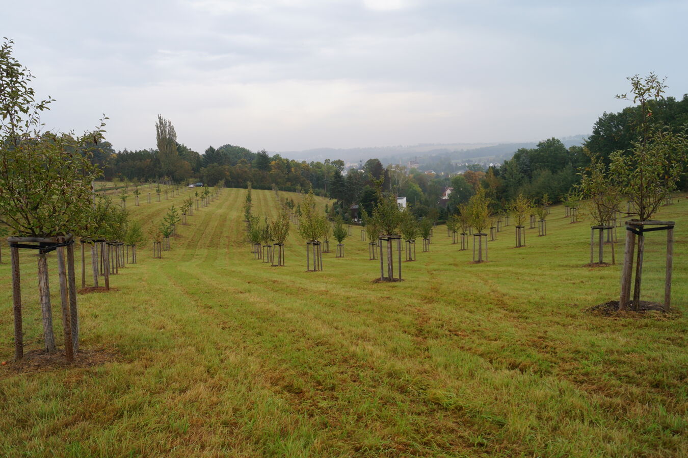 Baumbestand Neukirchen