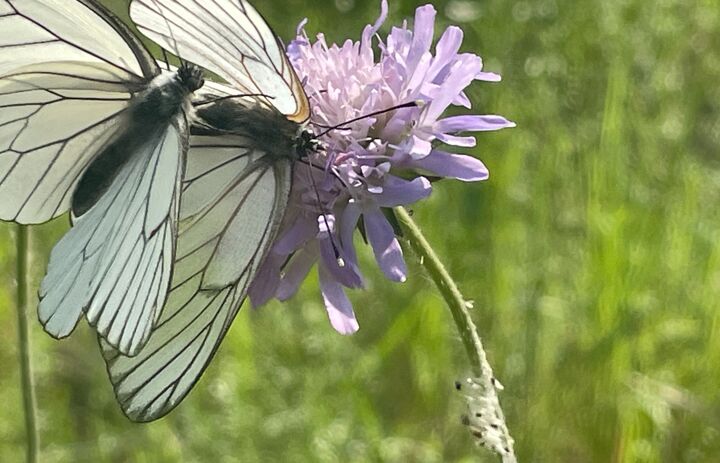 Link: Praxistag Schmetterlinge