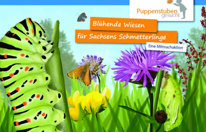 Link: Blühende Wiesen für Sachsens Schmetterlinge