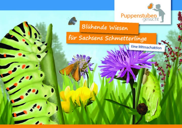 Blühende Wiesen für Sachsens Schmetterlinge