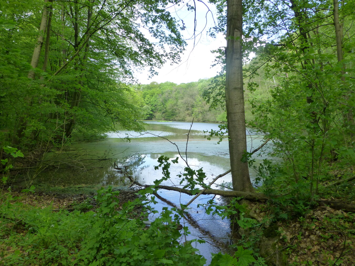 Giksteich
