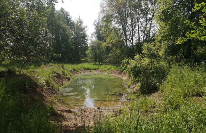 Ein Tümpel im Wald.