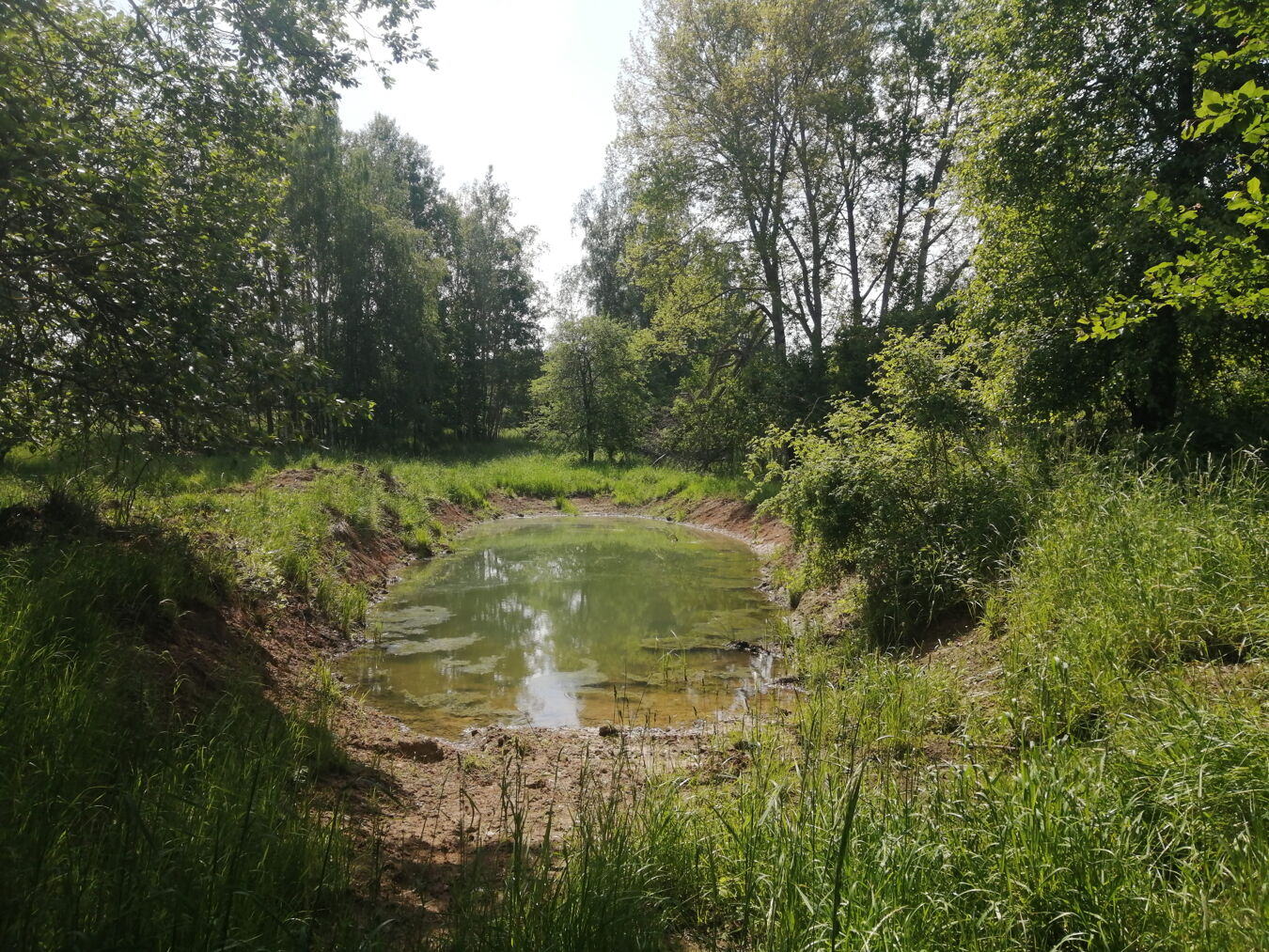 Entbuschung im Ruempfwald 2