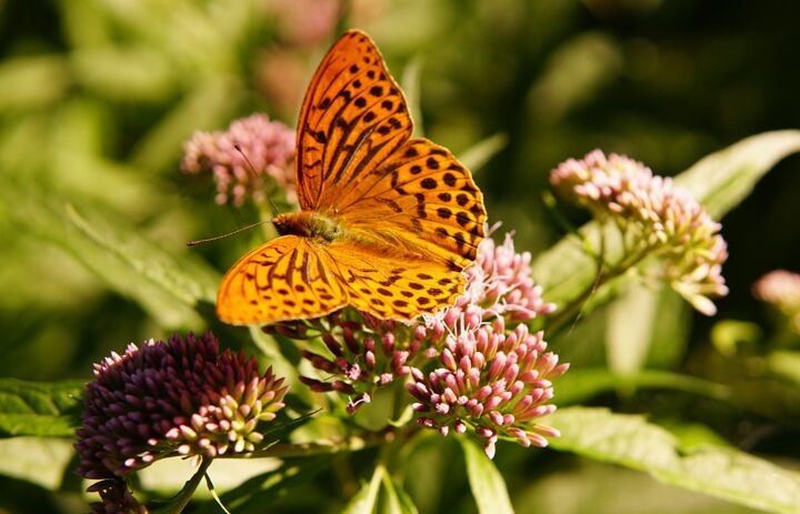 Schmetterling sitzt auf einer Blüte - Link: Insektensterben? Was kann ich dagegen tun?