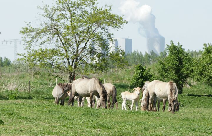 Konik-Wildpferde beweiden eine Grünfläche auf der LaNU-eigenen Fläche Deutzen Bergbaufolgelandschaft
