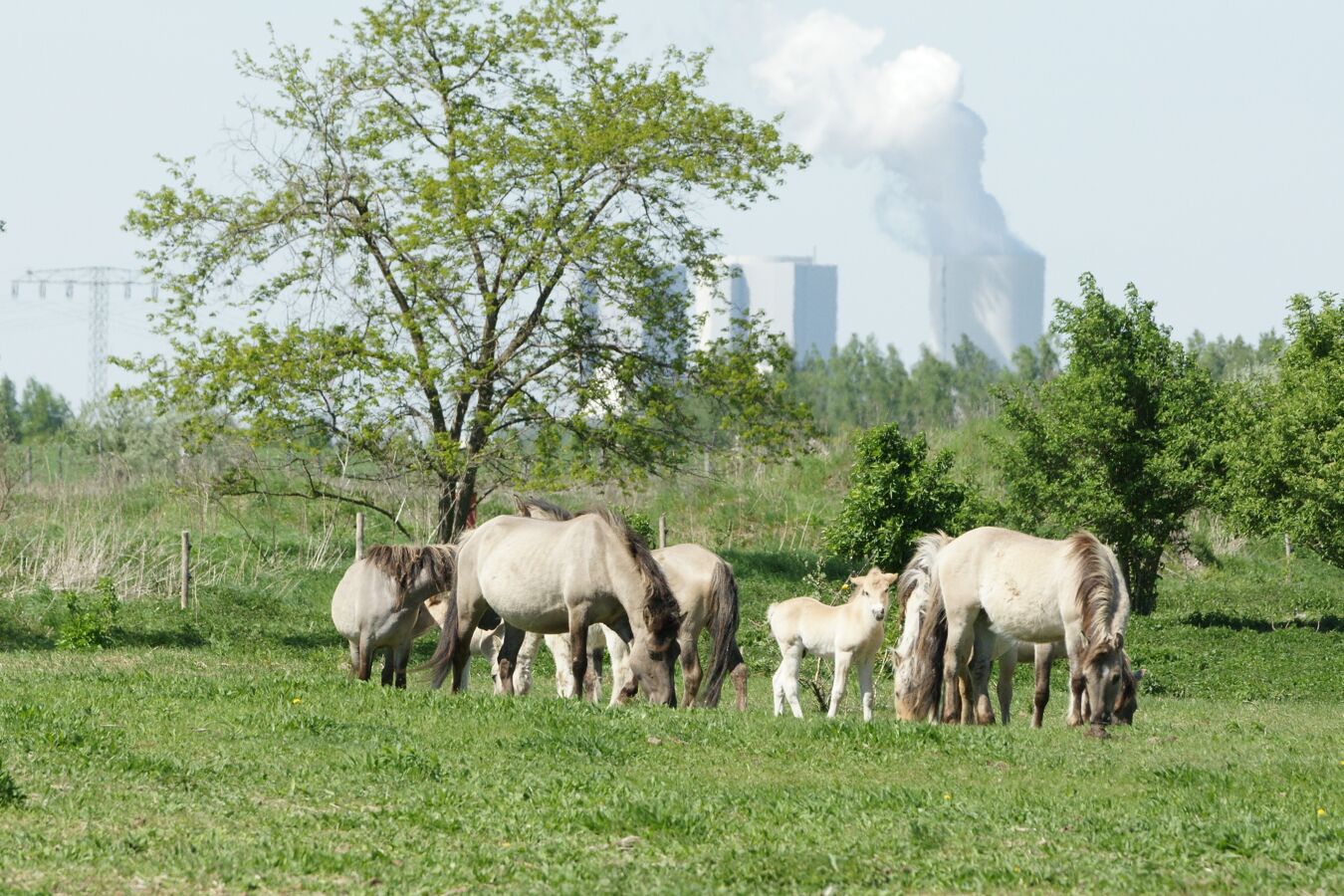 Konik-Wildpferde beweiden eine Grünfläche