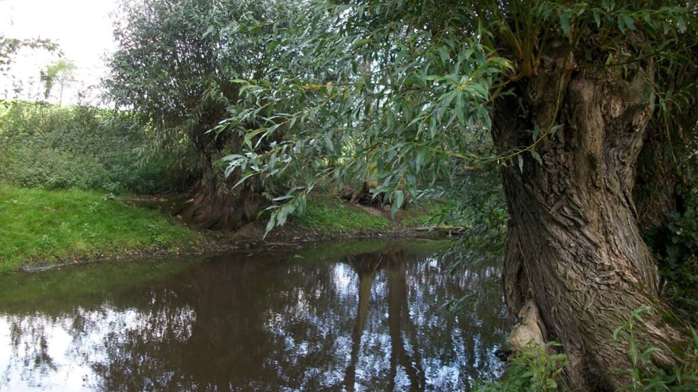 Das Bild zeigt Kopfweiden an einem kleinen Fließgewässer.