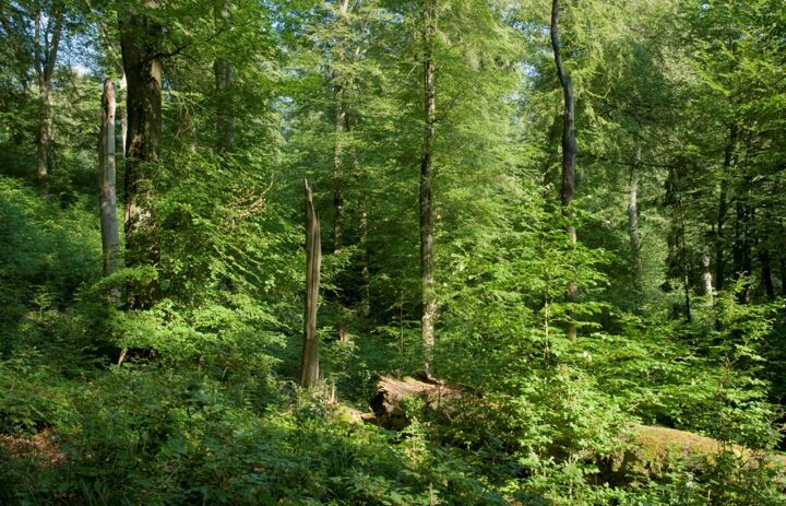 Strukturreicher Laubwald als Lebensraum für Fledermäuse