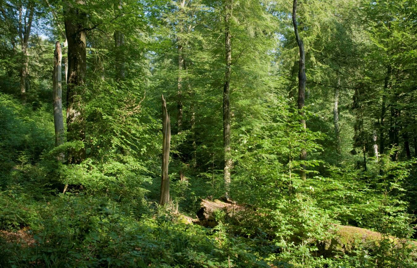 Strukturreicher Laubwald