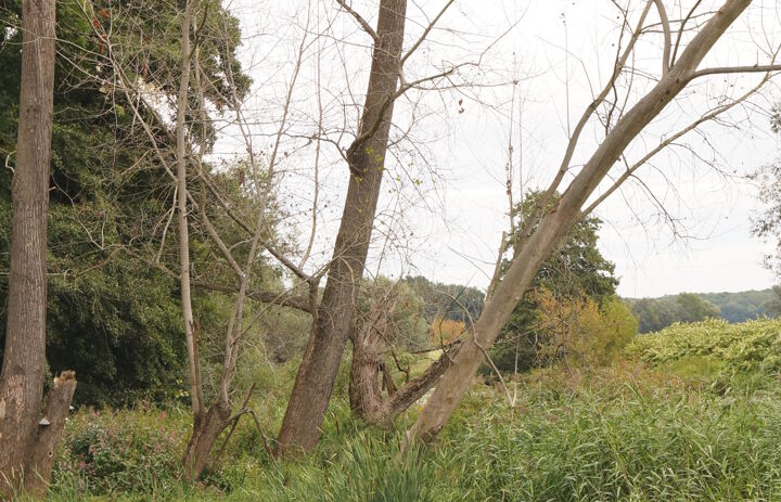 LaNU-Fläche Wölkau Fließgraben