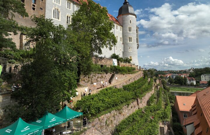 Ansicht Weinberg