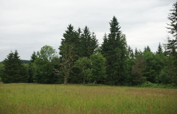 Baumbestand am Rande einer Wiese der LaNU-Fläche Schellerhau Weißeritzwiesen