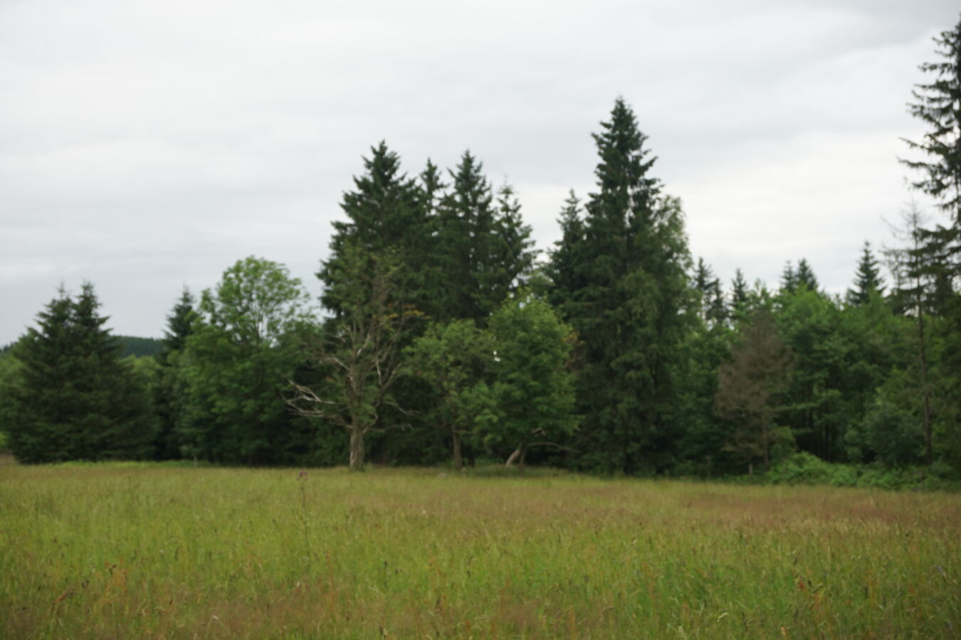 Baumbestand an der Schellerhauer Weißeritzwiese