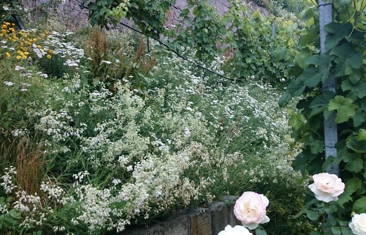 Kräuter am Weinberg - Link: Ökowein aus dem eigenen Garten