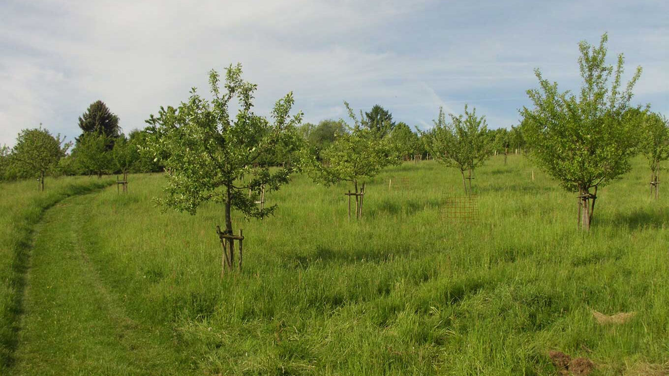 Eine grüne Wiese auf der mehre, mit Holzpflöcken gestütze Obstbäume stehen.