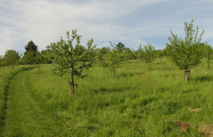 Eine grüne Wiese auf der mehre, mit Holzpflöcken gestütze Obstbäume stehen. - Link: Streuobstwiesen Ostritz-Leuba 