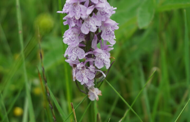 Nahaufnahme einer Orchidee (Knabenkraut?) auf einer Wiese der LanU-Fläche Schellerhau Weißeritzwiesen