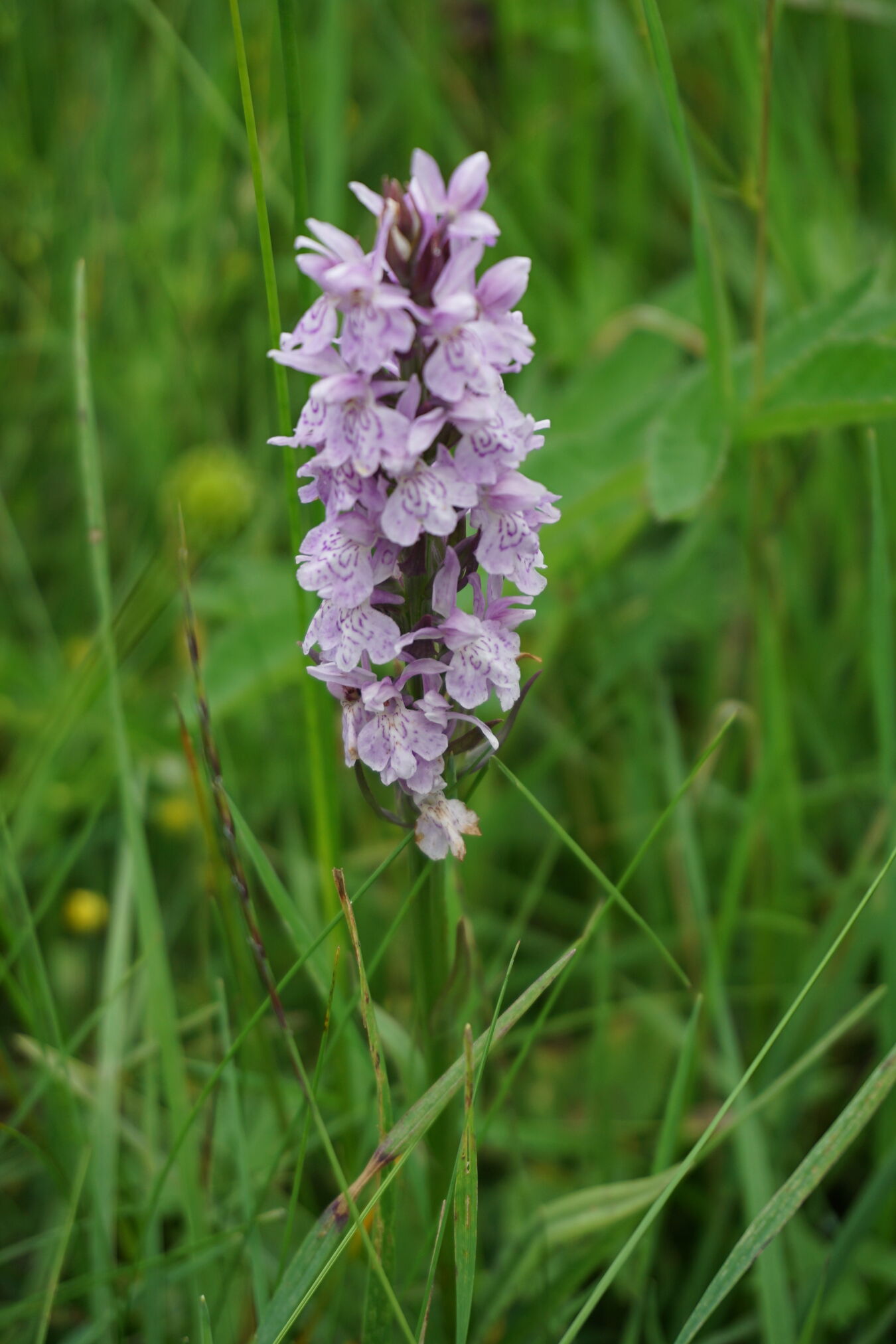 Orchidee auf Weißeritzwiese Schellerhau