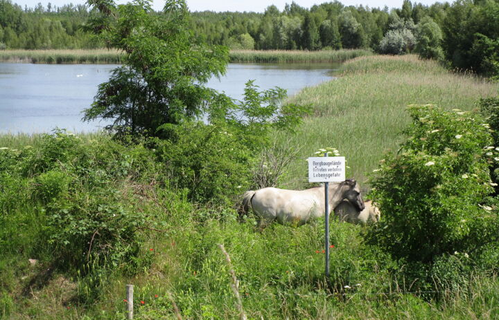 Konik-Wildpferde an einem Tagebaurestsee auf der LaNU-eigenen Fläche Deutzen Bergbaufolgelandschaft