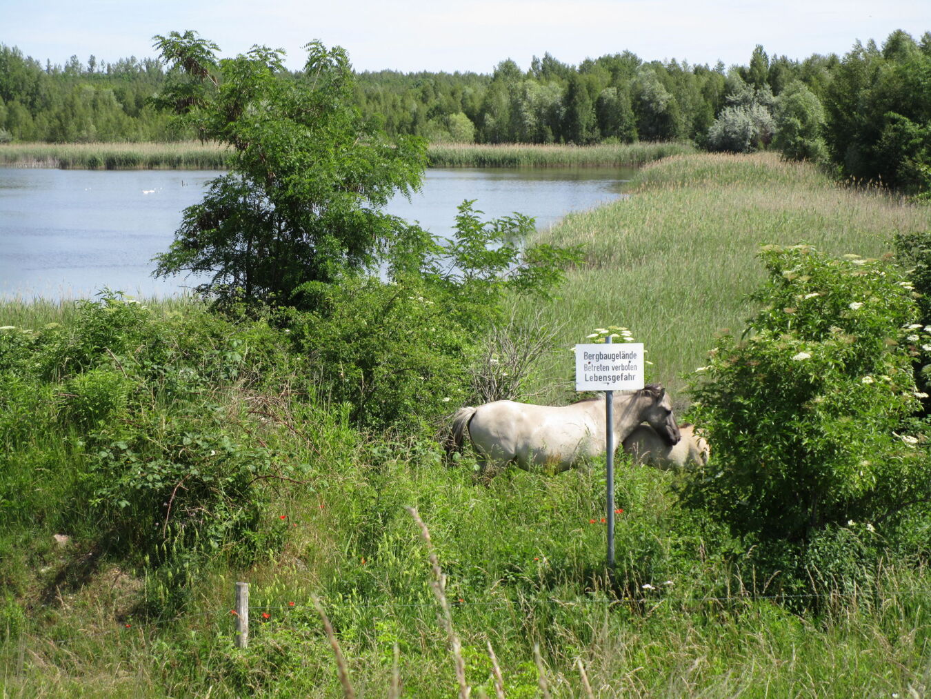 Konik-Wildpferde an Tagebaurestsee Deutzen