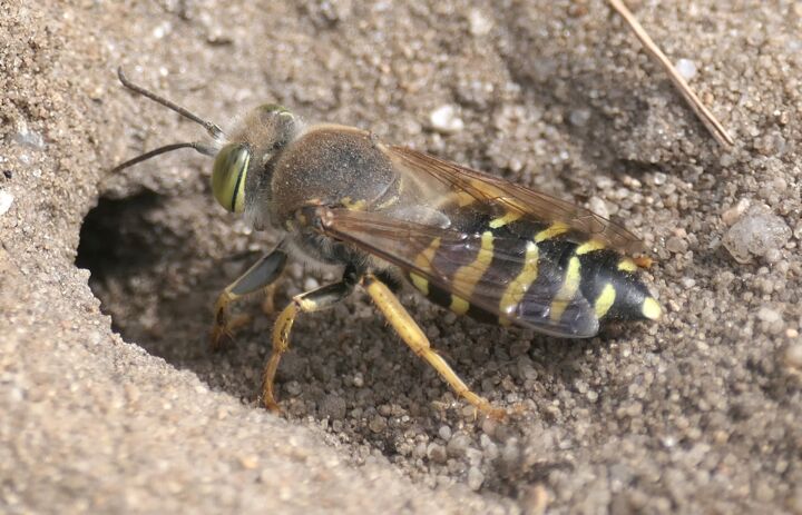 Link: JuNa-Artenforscher*innen-Camp "Hautflügler"