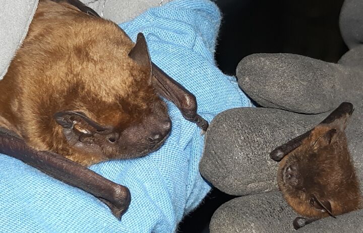 Link: Artenkenntnis: Seminar zur Bestimmung von Fledermäusen