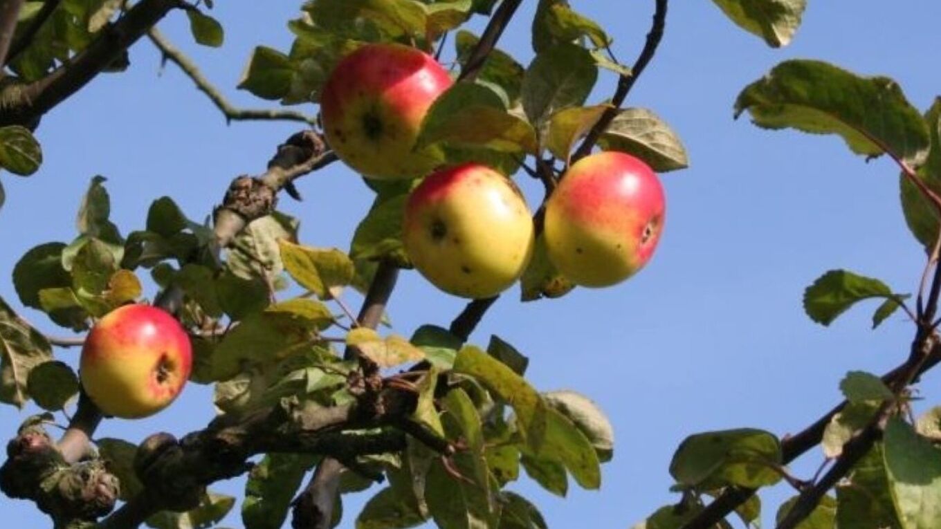 Nahansicht von Äpfeln an einem Baum