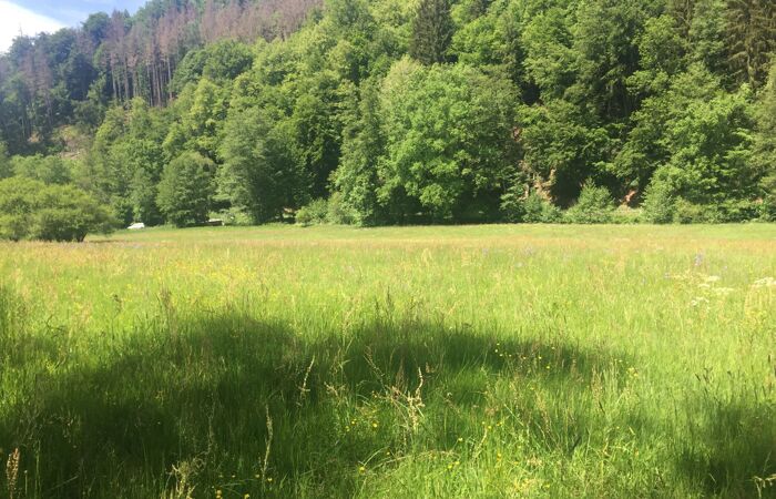 Foto einer Wiese im Kirnitzschtal. Im Hintergrund Laubwald.