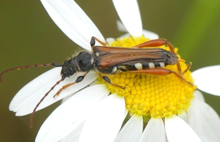 Link: Artenkenntnis Insekten - Schwerpunkt Coleoptera (Käfer)