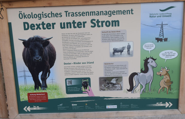 Naturlehrpfad am Bockwitzer See, Infotafel zu den Dexter-Rindern