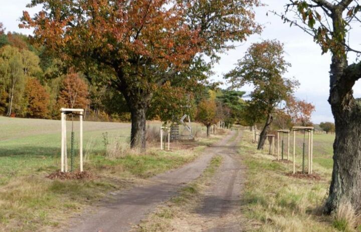 Das Bild zeigt eine Allee an einem Feldweg. Zwischen älteren Alleebäumen sind einige Jungbäume mit Wuchshilfen versehen. - Link: Landschaftspflegeverband Torgau-Oschatz e.V.