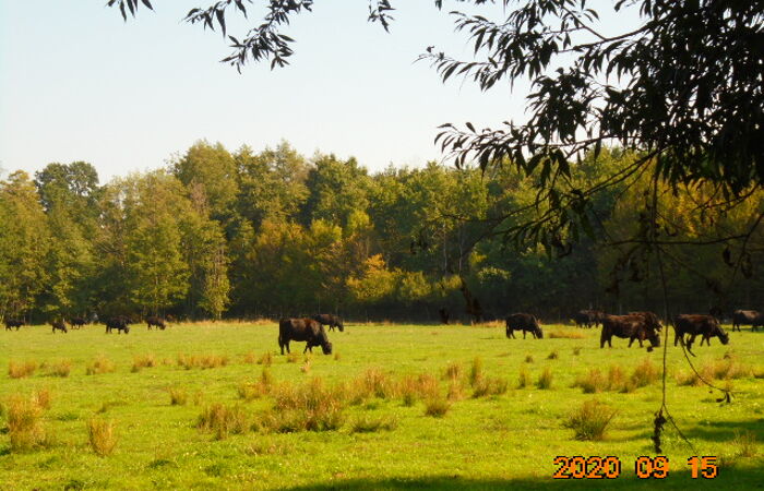 Foto von Rindern auf einer Weide in Reibitz.