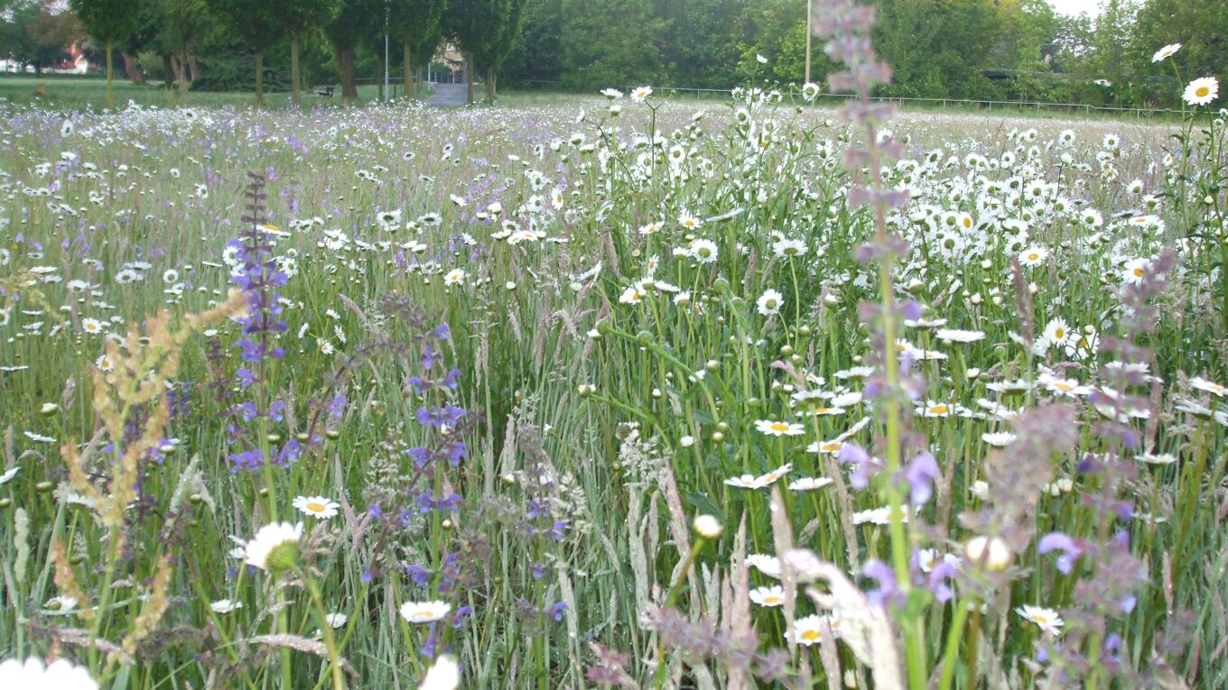 Blühwiese im Mai im Stadtpark Delitzsch.