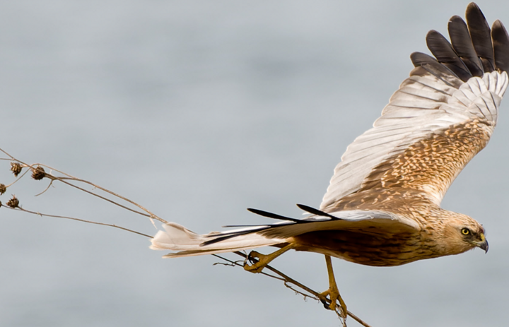 Link: JuNa-Artenforscher*innen-Camp "Ornithologie"