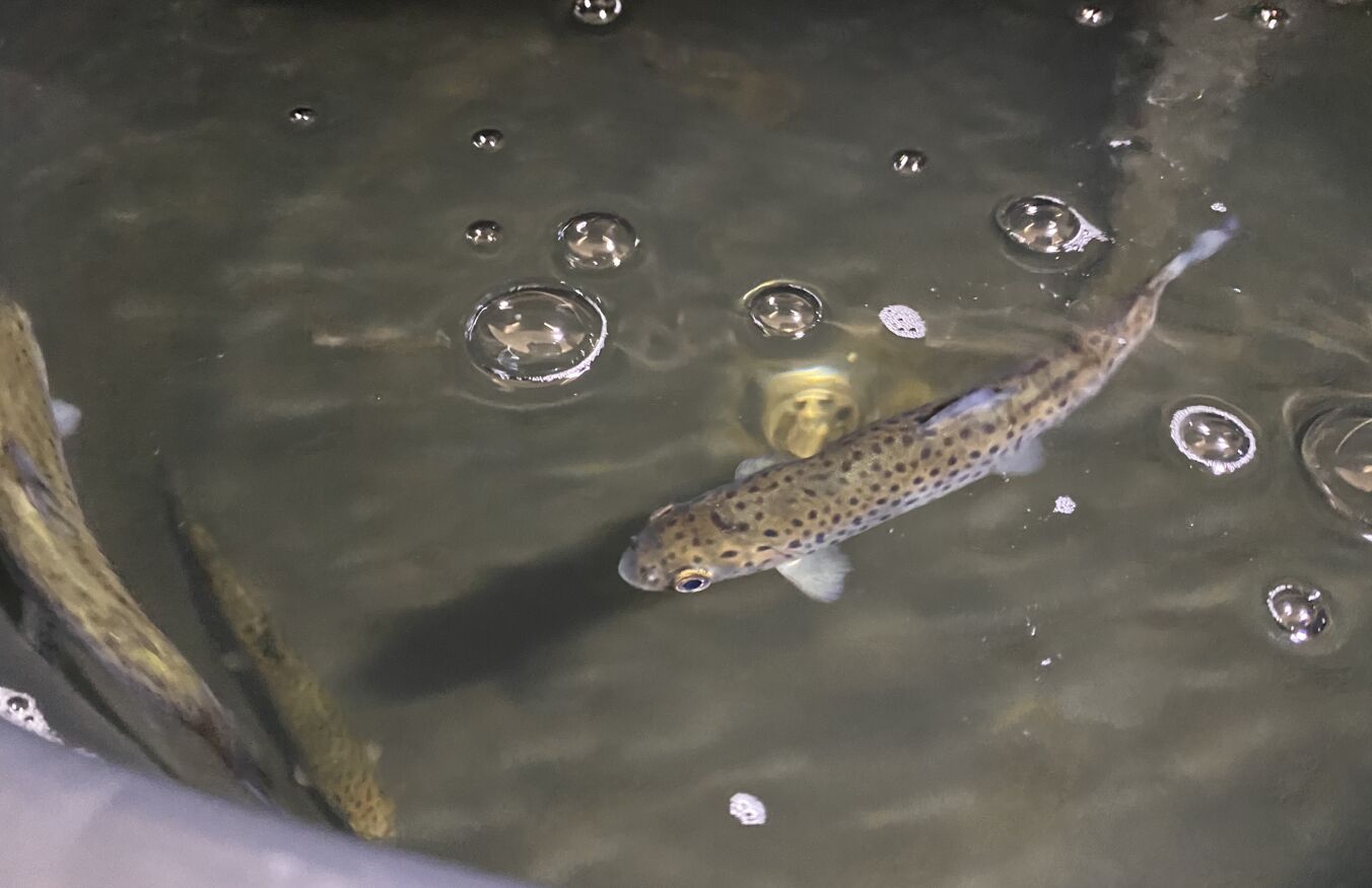 Kleine Forellen