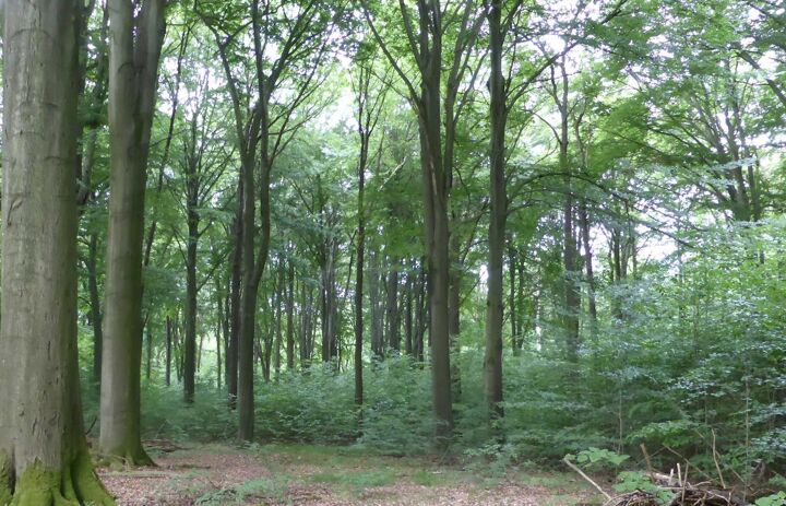 Link: Naturschutzgebiete in Sachsen - Tafelsilber der Natur: NSG An der Klosterwiese