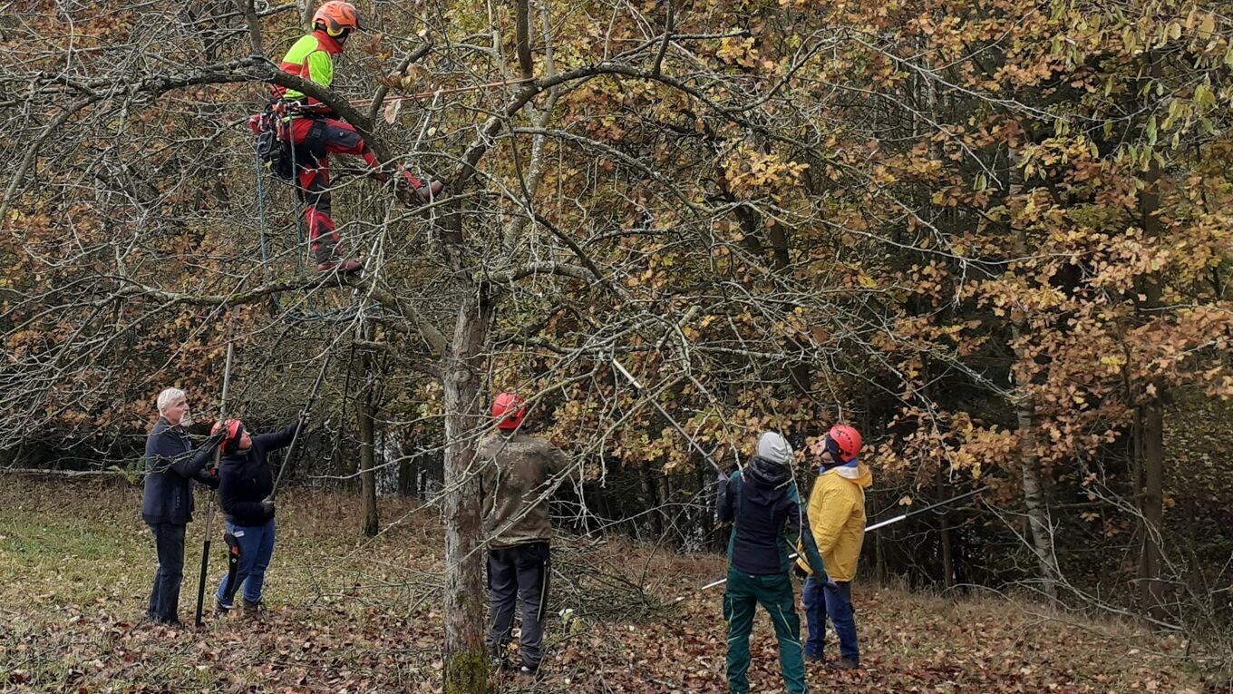 Übung beim Seminar zum Obstbaumschnitt, mehrere Personen stehen unter einem Baum, eine Person mit Helm sitzt im Baum