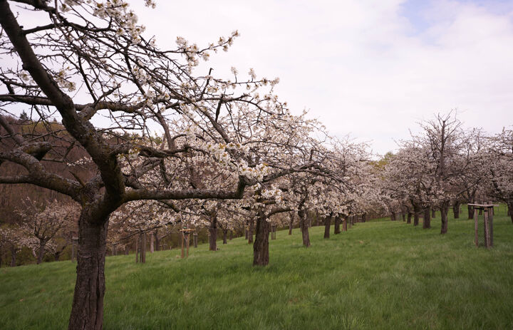 Reihen von pink und weiß blühenden Obstbäumen