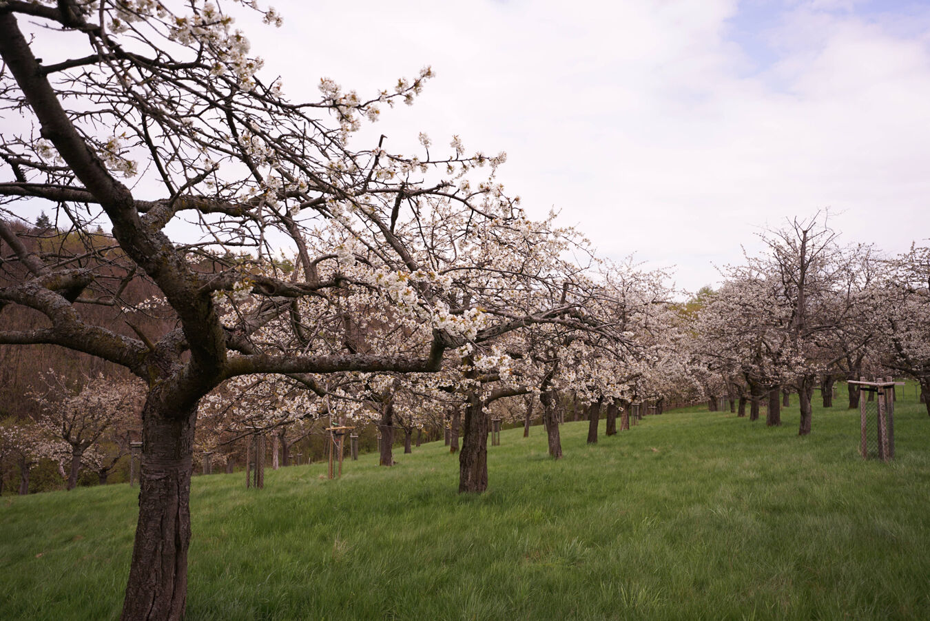 Obstbluete in Freital-Weissig