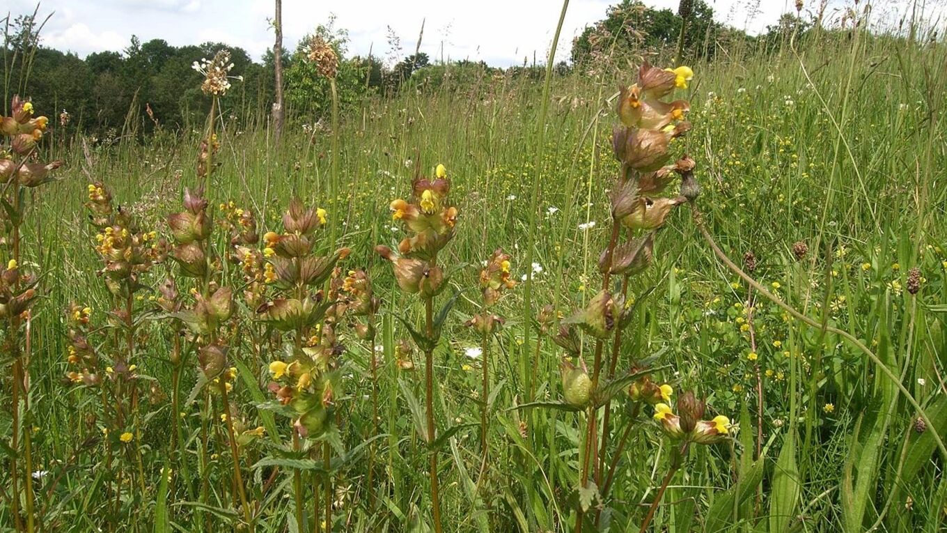 Wiese mit gelb blühenden Blumen