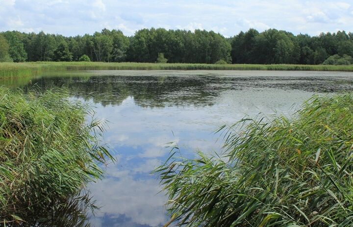 Link: Naturschutzgebiete in Sachsen - Tafelsilber der Natur: NSG Molkenbornteiche Stölpchen